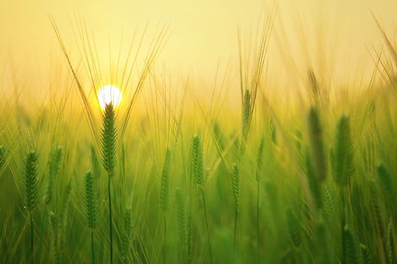 Arjama gezondheidspraktijk bij allergie en hooikoorts